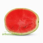 Bedouin F1 - Image 2