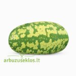 À confire à graines vertes - Image 2