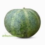 Petit gris de Rennes