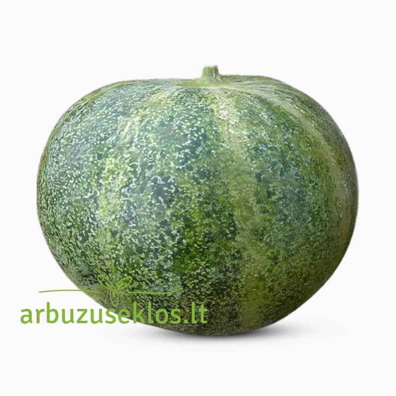 Petit gris de Rennes001 Petit gris de Rennes