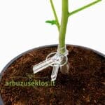 Spaustukas skiepijimui Bato