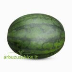 Sugar Delicata F1