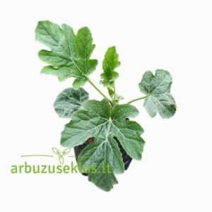 Bryxberry F1 arbūzo daigas