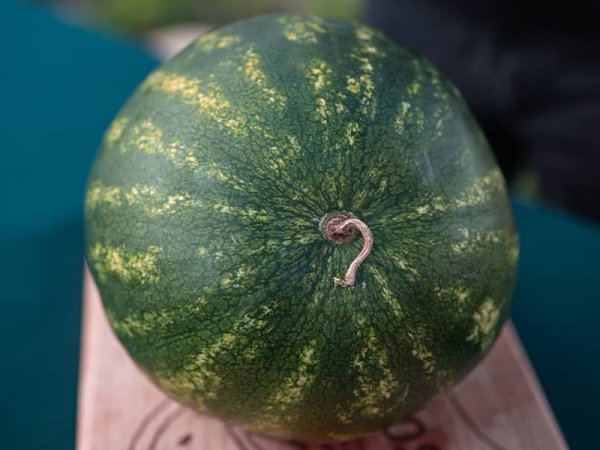 k5